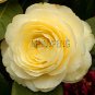 Fresh 13 Colors Available Many Varieties Camellia Flores Flower en Camellia Tree Seeds