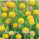 Fresh 30pcs Craspedia Globosa Billy Button Flower Potted Plants Home Garden Seeds