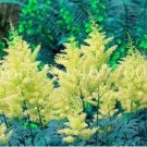 Fresh 100PCS Astilbe Chinensis Seeds Light Yellow Color