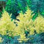Fresh 100PCS Astilbe Chinensis Seeds Light Yellow Color