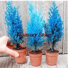 Fresh 50 Pcs Italian Blue Cypress Tree Desk Christmas Tree Flower Seeds