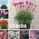 Fresh 100Pcs Armeria Maritima Sea Thrift Seagrass Flower Courtyard (Color: Mixed) Seeds