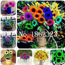 Fresh 30 Pcs Mini Multi Colored Dwarf Sunflower Flower Sunflower Bponsai (Color:Mixed) Seeds