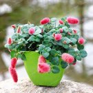 Fresh Acalypha Hispida Chenille Red Hot Cattail Grass Decorate Your 100 Pcs Seeds