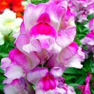 Fresh 200 Pcs/Pack Antirrhinum Snapdragon Jardin Fragrant Dwarf Potted Flower Semilla Seeds
