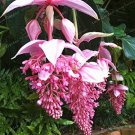 Fresh Medinilla Magnifica Very Beautiful Flower Decoration Flower 100 Pcs Seeds