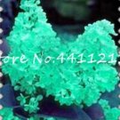Fresh 100Pcs Purple White Lilac Lilac Clove Flower Tree Potted Tropical Decor Seeds