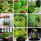 Fresh 500 Pcs Aquatic Grass Colorful Underwater Moss Aquarium Landscape (Color: Mixed) Seeds