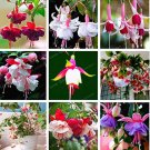 Fresh Purple Double Petals Fuchsia FlowerHanging Fuchsia Flowers 100 Pcs/Bag (Col:Mix) Seeds