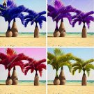 Fresh 20 Pcs Japan Blue Bottle PalmMulti Color ExoticTree Cycas Tree (Color: Mixed) Seeds