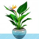 Fresh 100pcs 100% Real Strelitzia Reginae Flowers Bird of Paradise Jardim Sementes Seeds