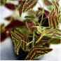 Fresh Bat Grass Mix Colors Christia Vespertilionis Patio and s New Flowers 100PCS Seeds