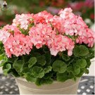 Fresh 50pcs Geranium Pelargonium Potted Flower Perennial Or Jardin Seeds