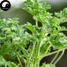 Fresh Pelargonium Graveolens Semente 100pcs Plant Herb Insect Repellent Grass Seeds