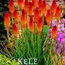 Fresh 100 PCS/Lot Kniphofia Flower Seeds