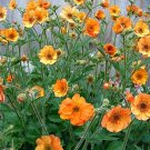 Fresh 20pcs/lot Geum Totally Tangerine Avens Flower s Home Garden Seeds