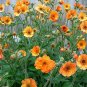 Fresh 20pcs/lot Geum Totally Tangerine Avens Flower s Home Garden Seeds