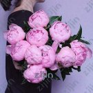 Fresh 20PCS Peony Flower Seeds Pink Double Flowers