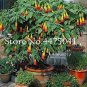 Fresh 100 Pcs Mix Datura Flower Datura Dwarf Brugmansia Angels Trumpets Seeds