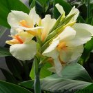 Fresh Canna Lily Bulbs Ermine Tropical House White Flowers 2 Bulb (Color: 1) by Kasuki