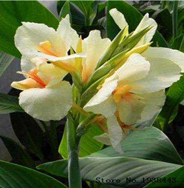 Fresh Canna Lily Bulbs Ermine Tropical House White Flowers 2 Bulb (Color: 1) by Kasuki