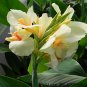 Fresh Canna Lily Bulbs Ermine Tropical House White Flowers 2 Bulb (Color: 1) by Kasuki