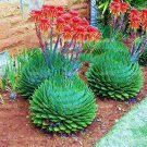 Fresh 100pcs Spiral Aloe s Aloe polyphylla Flower Perennial or Succulent s Seeds