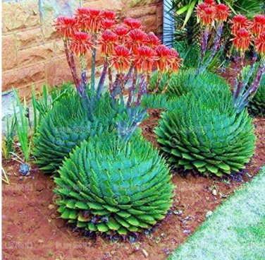 Fresh 100pcs Spiral Aloe s Aloe polyphylla Flower Perennial or Succulent s Seeds
