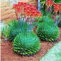 Fresh 100pcs Spiral Aloe s Aloe polyphylla Flower Perennial or Succulent s Seeds