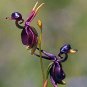 Fresh 100Pcs/Pack Caleana Major Flying Duck Orchid Seeds Potted Decor Flowers s Seeds