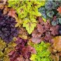 Fresh 200 pcs/Bag Colorful Heuchera Potted Coral Bell Flower Green Seeds