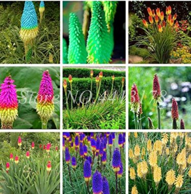 Fresh 100pcs True Poker (Kniphofia Uvaria) Torch Lily Flower Good Quality (Col:Mixed) Seeds