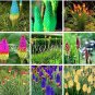 Fresh 100pcs True Poker (Kniphofia Uvaria) Torch Lily Flower Good Quality (Col:Mixed) Seeds