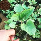Fresh 100 Pcs/Lot Agastache Rugosa Flower Patchouli Flower Seeds