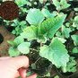 Fresh 100 Pcs/Lot Agastache Rugosa Flower Patchouli Flower Seeds