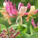 Fresh 20 Pcs/Bag Cape Honeysuckle (tecomaria Capensis) Fresh Exotic Flower Seed