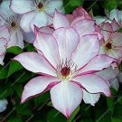 Fresh 50Pcs Climbing Clematis Hybridas FlowerVines Flower FlowerGarde (Color:Burgundy) Seeds