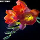 Fresh 100 pcs Freesia Flowers Orchid Freesia Flower s Potted Charming Flowering Seeds
