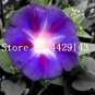 Fresh 100 Pcs/Bag Star Petunia Blue Patio Morning Glory Flowers petuniya (Col:12) Seeds