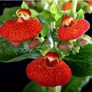 Fresh Calceolaria Red Tiger Seeds
