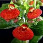 Fresh Calceolaria Red Tiger Seeds