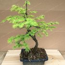 Fresh 100PCS Larch Larix Tree New Arrival Evergreen Land Miracle Courtyard Larch Seeds