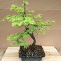 Fresh 100PCS Larch Larix Tree New Arrival Evergreen Land Miracle Courtyard Larch Seeds