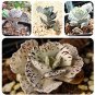Fresh 100 Pcs Kalanchoe Marmorata Perennial Potted Succulent sDIY Seeds