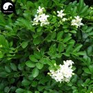 Fresh Murraya Exotica Tree Semente 60pcs Plant Sweet Tree Seeds
