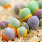 Fresh Succulent s 100 Pcs Per Pack Gibbaeum Heathii Very Rale Succulent Seeds