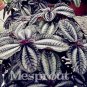 Fresh Pilea Notata Beautiful Foliage s Perennial Flowers Pilea Notata 50 PCS Seeds