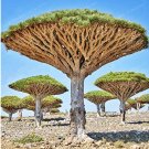 Fresh 10 Pcs Dragon Blood Tree (Dracaena cinnabari Balf) Seeds