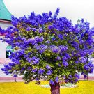 Fresh 200 Pcs Lilac Flower Syringa Vulgaris Sensation Lilac Flower Tree (Col:Mix) Seeds