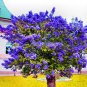 Fresh 200 Pcs Lilac Flower Syringa Vulgaris Sensation Lilac Flower Tree (Col:Mix) Seeds